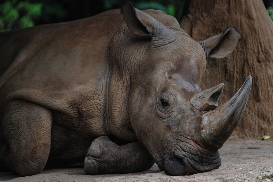 El último rinoceronte de Sumatra en Malasia murió (Shutterstock).