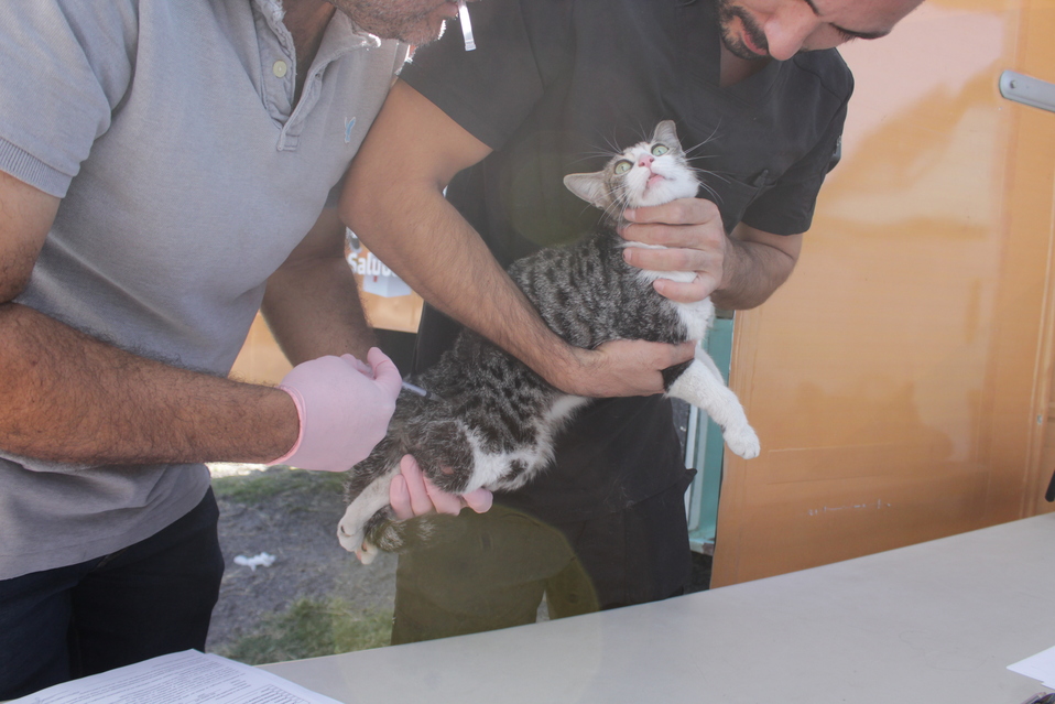 Veterinarios en unidades móviles fomentan la esterilización de las mascotas, en la ciudad de León. Foto: Daniela Béjar.