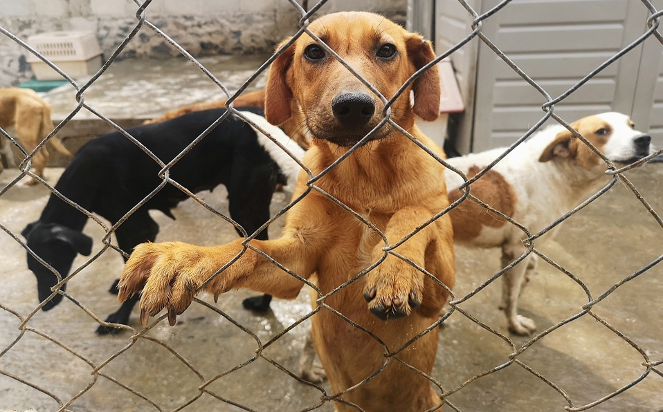 La tortura, la crueldad y el maltrato animal son delitos. (ESPECIAL)
