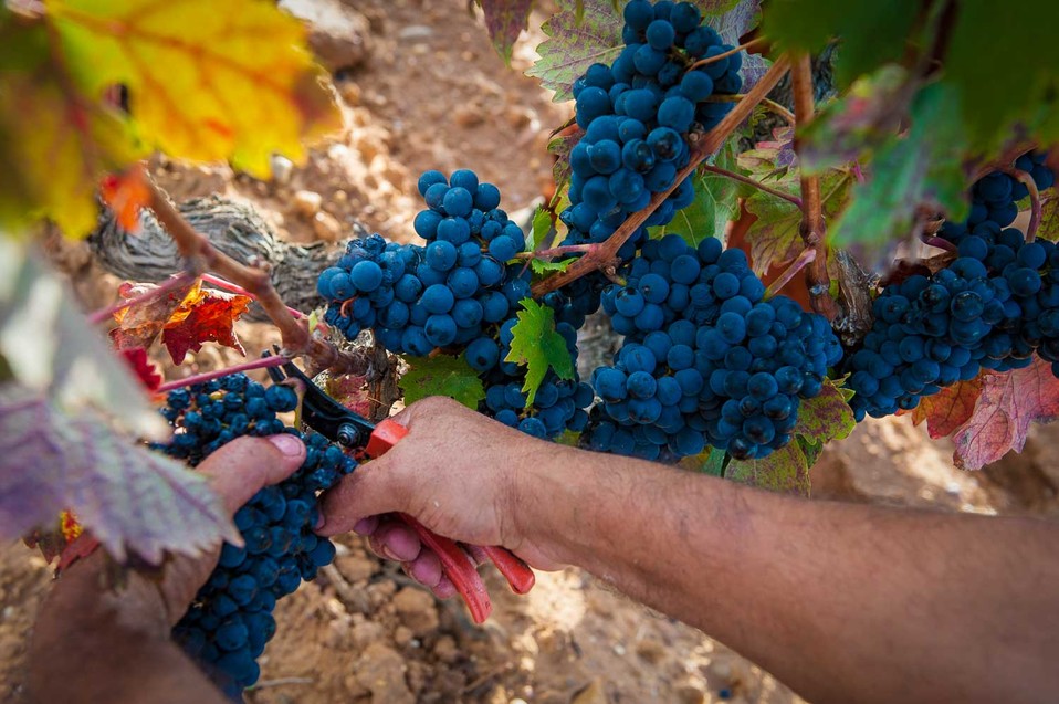 Alrededor del 80% de las uvas ha sido vendimiada a mano, realizando una exhaustiva selección de racimos.