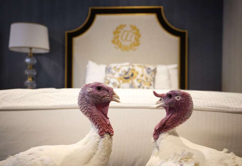 Los pavos descansan en una habitación del Willard, a dos cuadras de la Casa Blanca. (AFP)