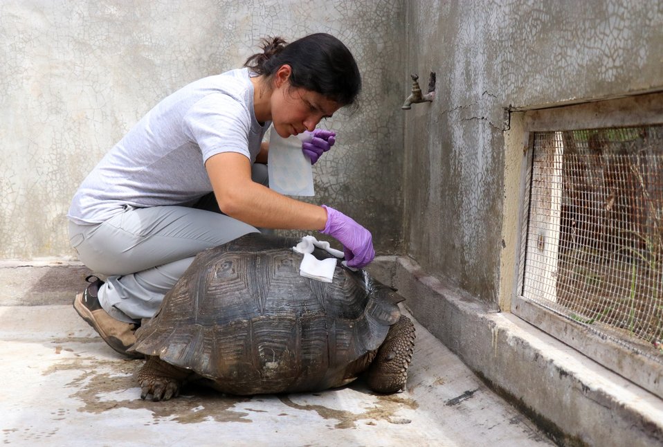 La PNG informó se destruyó parcialmente el caparazón de la tortuga de la especie Chelonoidis porteri. (@parquegalapagos)
