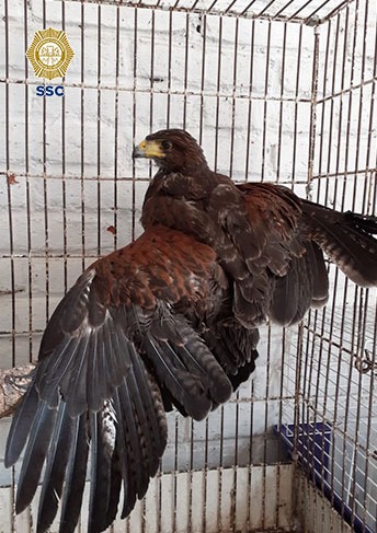 El aguililla Harris se encuentra en peligro de extinción. (Especial)
