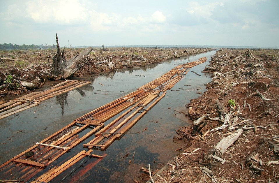 Un nuevo estudio revela que el cambio climático provocará más pérdida de biodiversidad de lo estimado. (DPA)