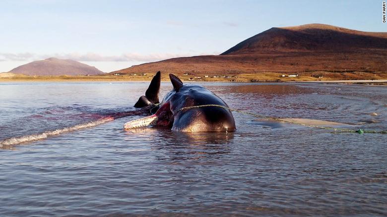La ballena fue encontrada en la playa de Seilebost .(Dan Perry)