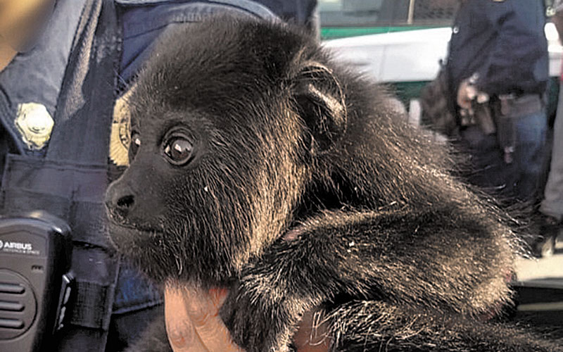 Un mono y dos tucanes en peligro extinción fueron rescatados ayer en la colonia Morelos. (Especial)