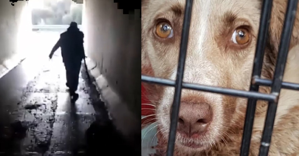 La perrita que recibió disparos y que fue arrastrada por un cazador murió. (Captura de Pantalla/Twitter)