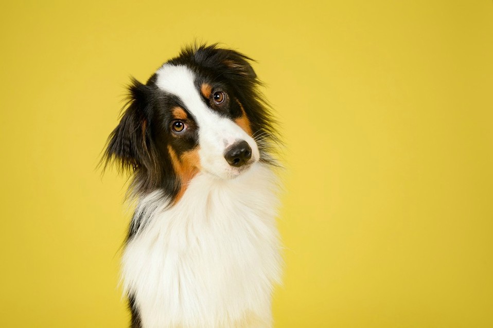 Los perros (Shutterstock).