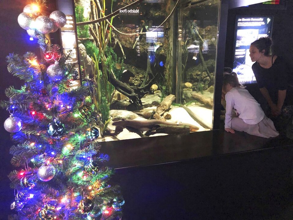 Miguel Wattson es la anguila que prende las luces de un árbol de Navidad con descargas eléctricas (AP).