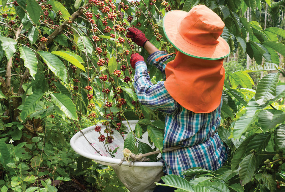El sector agroindustrial exportó 320 mdd de café sin tostar en 2018./Foto: Shutterstock
