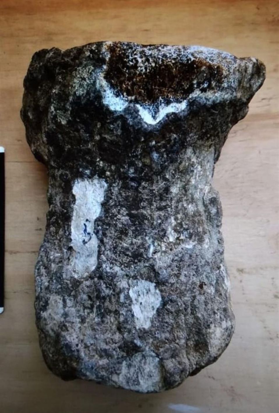 Se encontraron dos vértebras del sacro, una de la cola y restos del húmero, radio y tibia. (EFE)