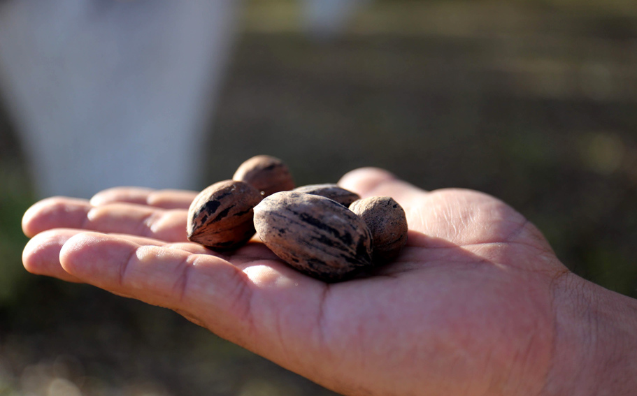 El Paraíso de la Nuez en
