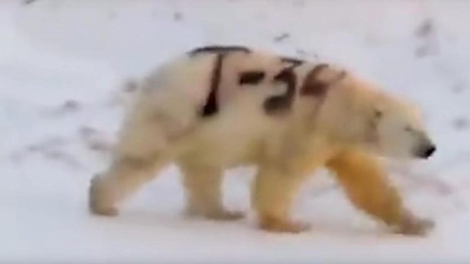 El oso polar fue marcado para señalar que no es peligroso. (Especial)