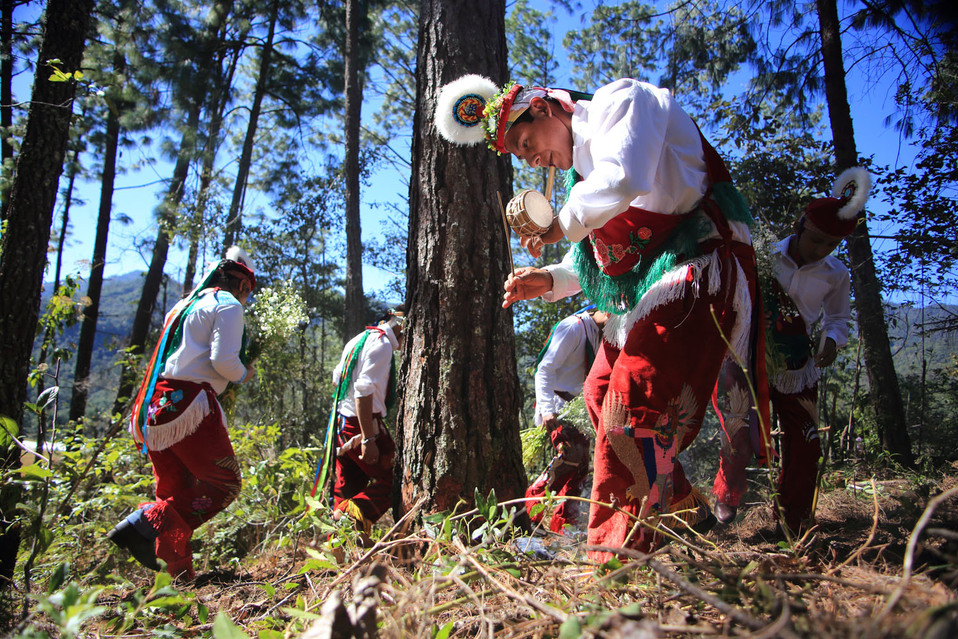 Bailando alrededor del árbol y con el caporal tocando la flauta de carrizo y el tambor, pidieron perdón a la madre naturaleza por cortar el árbol. (An