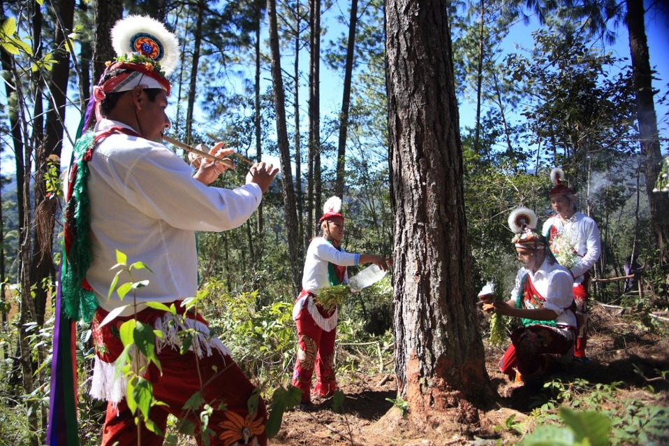 Bailando alrededor del árbol y con el caporal tocando la flauta de carrizo y el tambor, pidieron perdón a la madre naturaleza