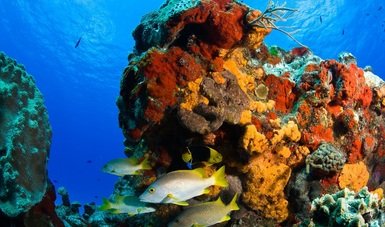 Del 15 de diciembre al 31 de marzo de 2020, se reanudarán las actividades turísticas y recreativas en los arrecifes de Palancar y Colombia en Cozumel.