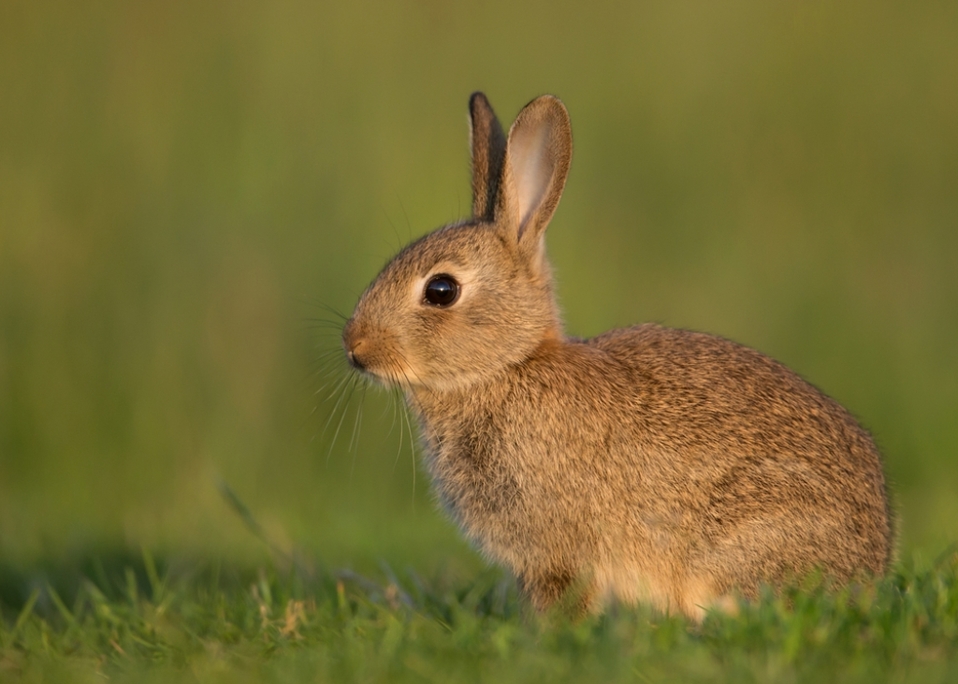 El conejo fue declarado en peligro de extinción. (Shutterstock)