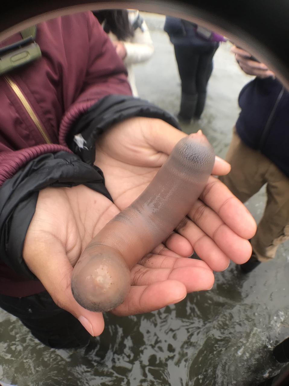 El pez pene en realidad es un gusano marino. (Rebecca Johnson/iNaturalist)