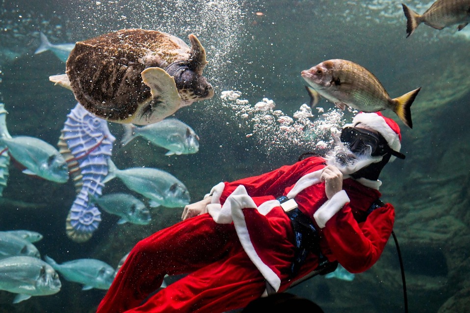 Grecia. Un hombre vestido como Santa Claus se sumerge en un acuario en Creta. (AFP)