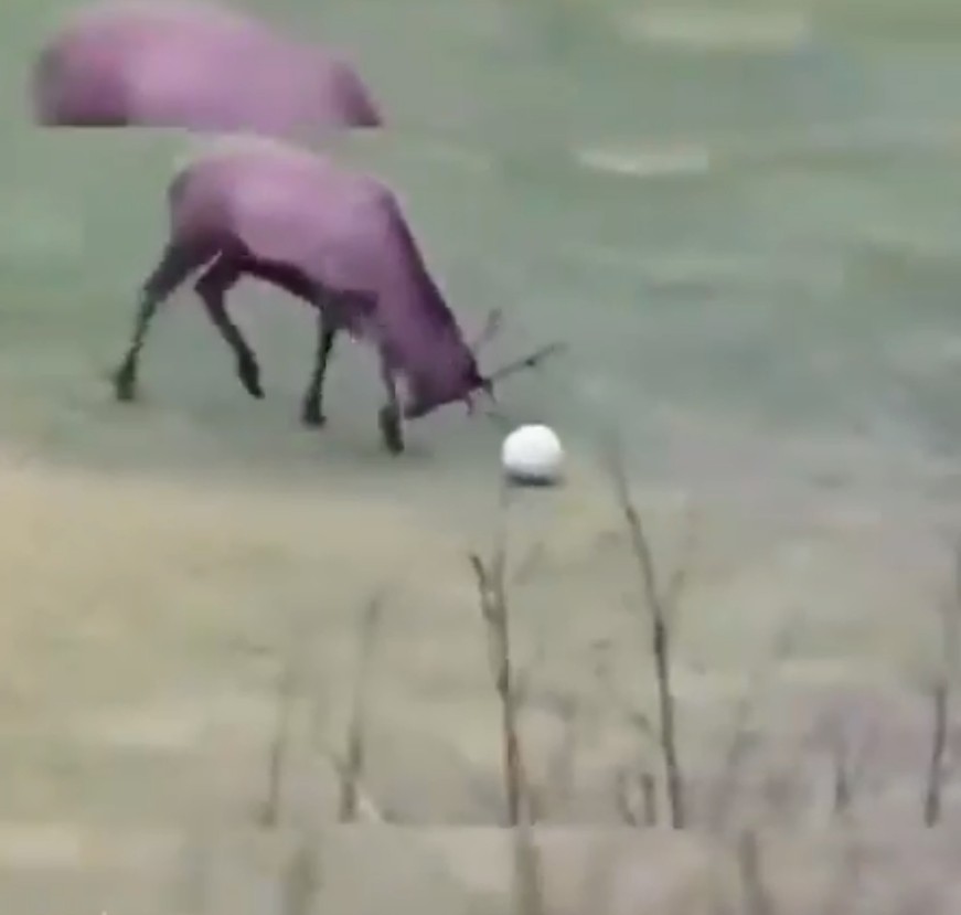 Reno jugando con una pelota de futbol (Especial)