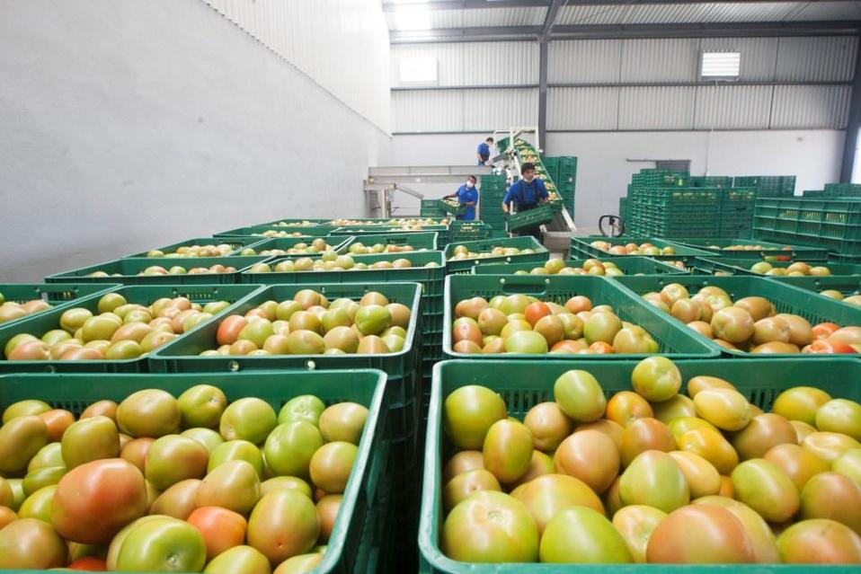 Producción de tomate en México (Cuartoscuro)