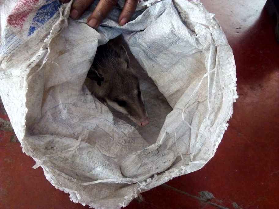 El animal fue liberado en su habitad natural. (Especial)