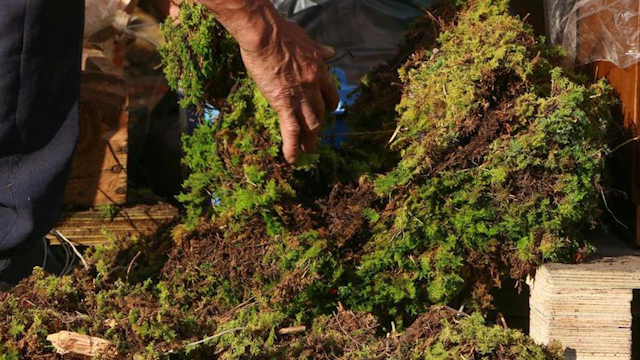 Semarnat pide no comprar musgo para nacimientos por alto impacto ambiental