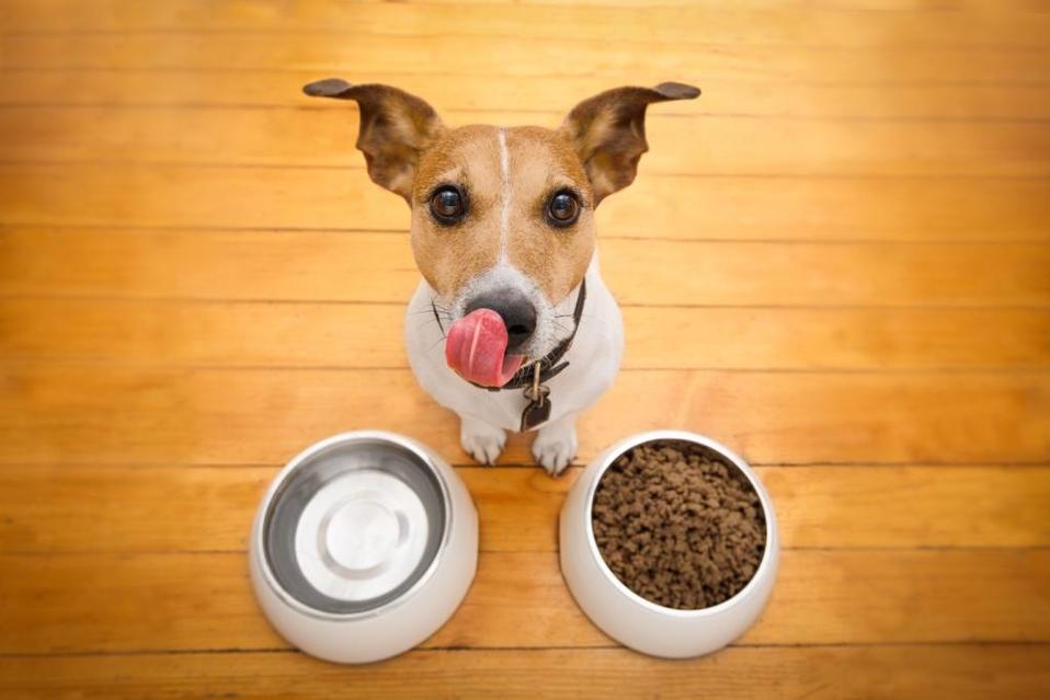 Egresado de la UNAM crea dosificador de alimento para perros electrónico  (Shutterstock).