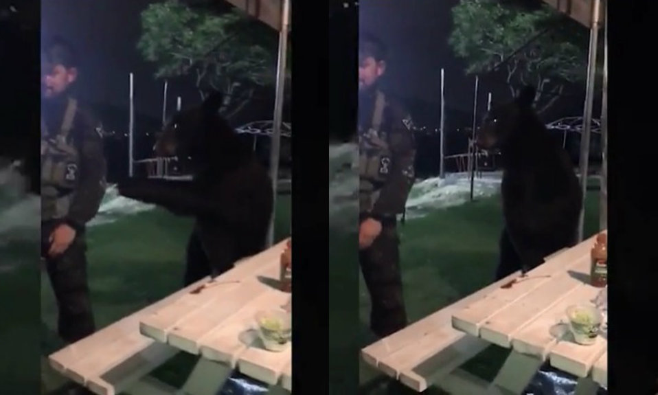 En el video se observa como el oso le da un rasguño al hombre en el brazo. | Foto: Especial
