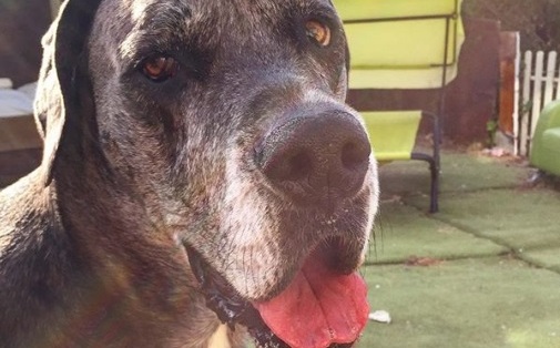 perro mas grande del mundo 2011 guinness