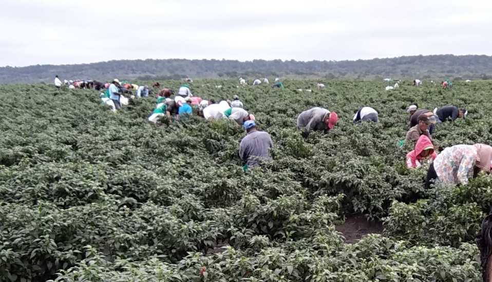 Jornaleros de Tamaulipas en Canadá.