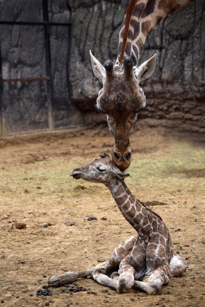 Autoridades informaron que la madre de la jirafa bebé es una de las más longevas en el Zoológico de Chapultepec. (Especial)