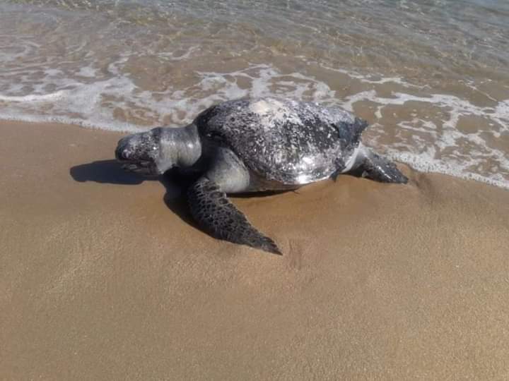 Las tortugas fueron halladas en la playa y sobre el mar.