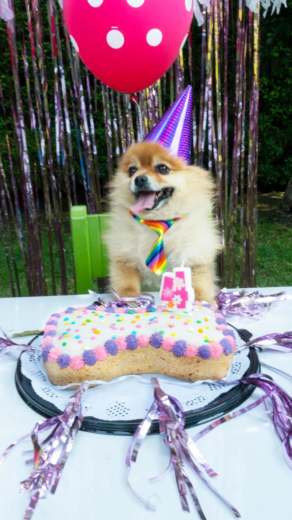 Tus mascotas serán bien recompensadas. (Especial)