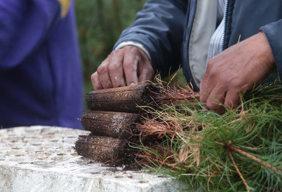 Desde 2018, dijo, han plantado 240 mil árboles en el parque Sierra Morelos. (Tania Contreras)
