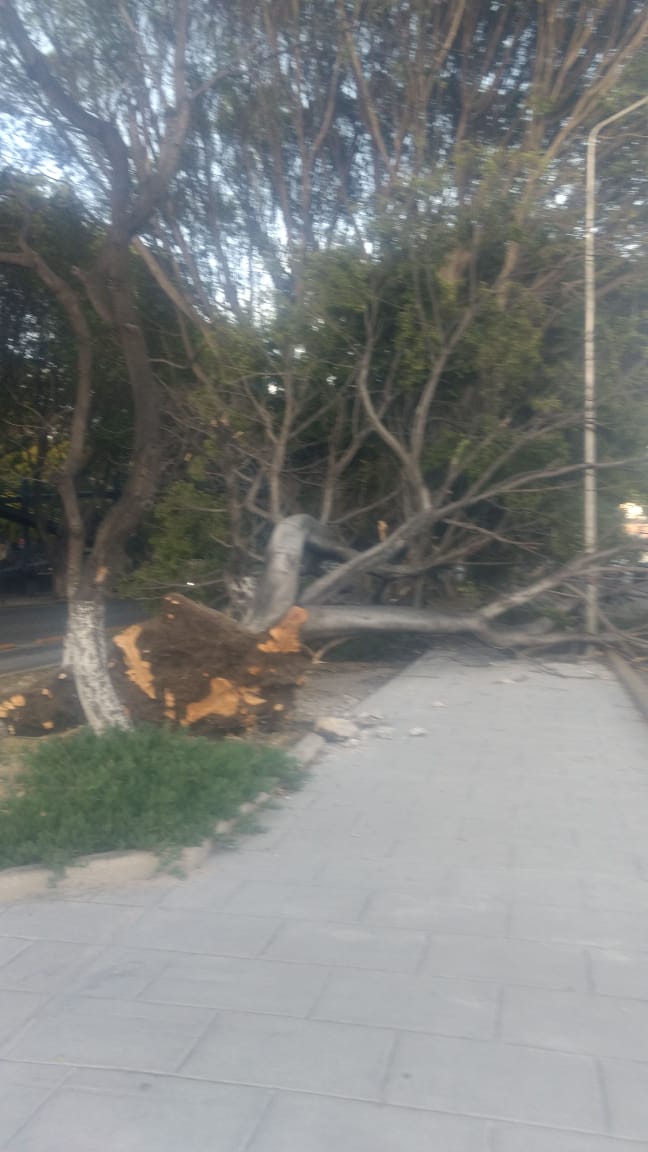 El árbol cayó sobre el paradero del bulevar 5 de mayo frente a Plaza Dorada. (Twitter: @RUTA_Puebla)