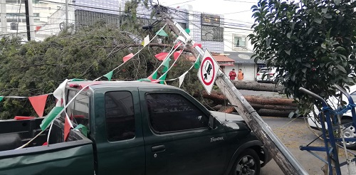Un árbol de unos diez metros cayó sobre avenida Juárez. (Sergio Villafuerte)