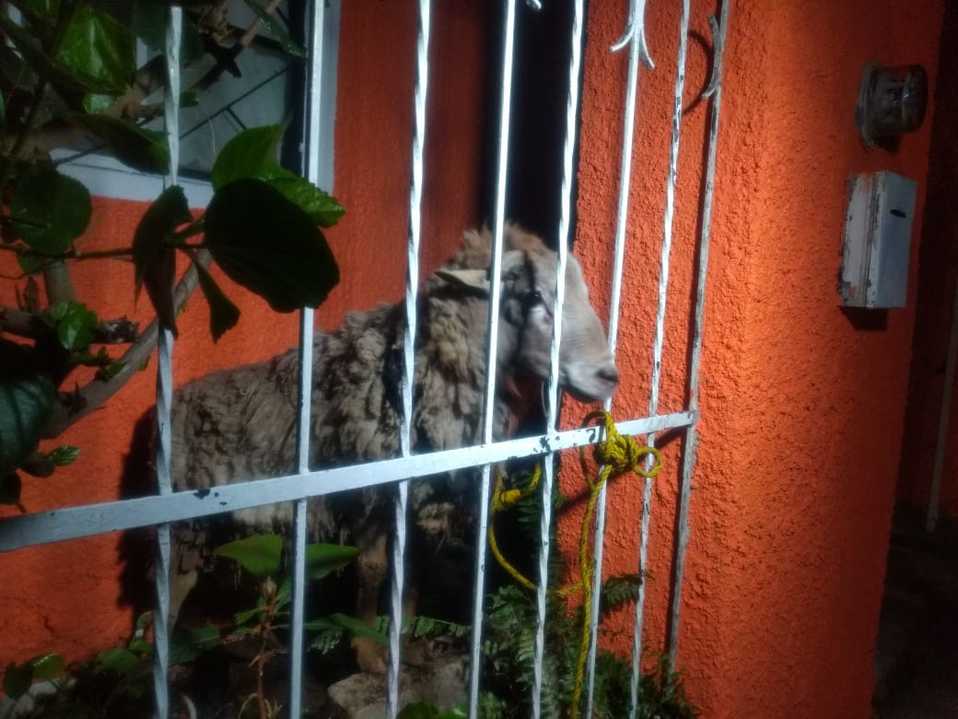Entre los animales, un borrego fue recatado (Martín Patiño Segura).