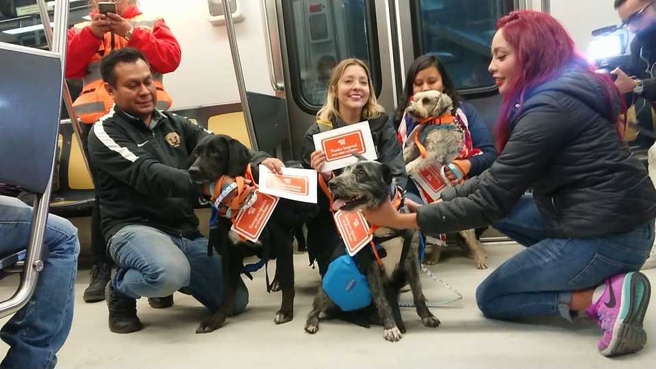Los perros rescatados en la instalaciones del Metro serán ayudantes de los Reyes Magos. (Cinthya Sttetin)