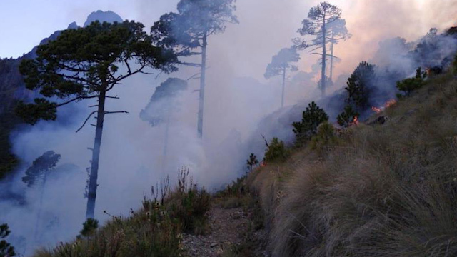 Incendio forestal consume 20 hectáreas en Xico, Veracruz