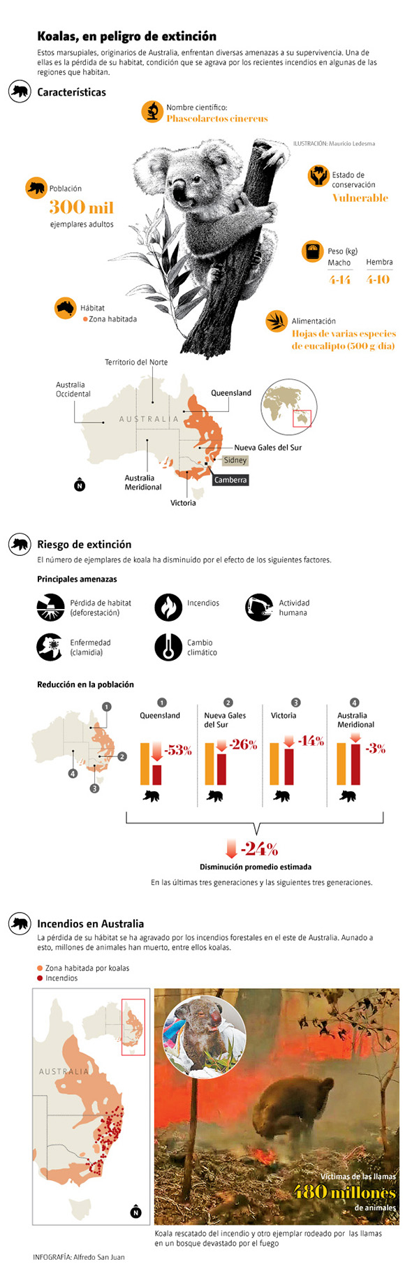 ¿Por qué los koalas están en peligro de extinción en Australia?