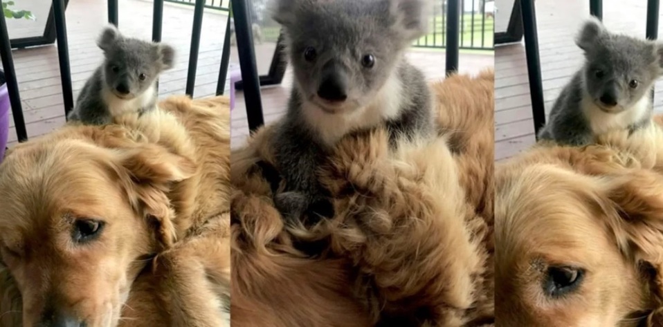 El perro no rescató al koala de los incendios en Australia. (Carters News Agency)