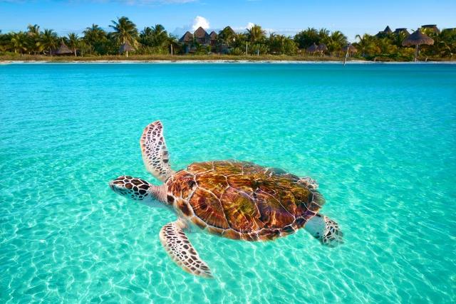Semarnat pierde 53 hectáreas protegidas en Holbox. (Shutterstock).