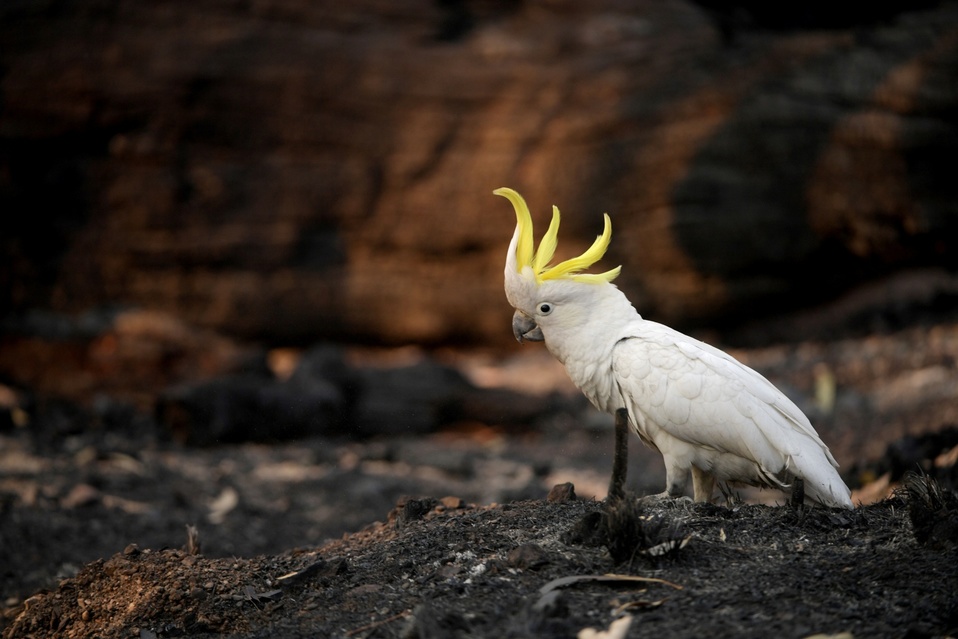 Australia. Una cacatúa lesionada camina en el suelo quemado del Parque Nacional Kosciuszko en Nueva Gales del Sur. (Reuters)