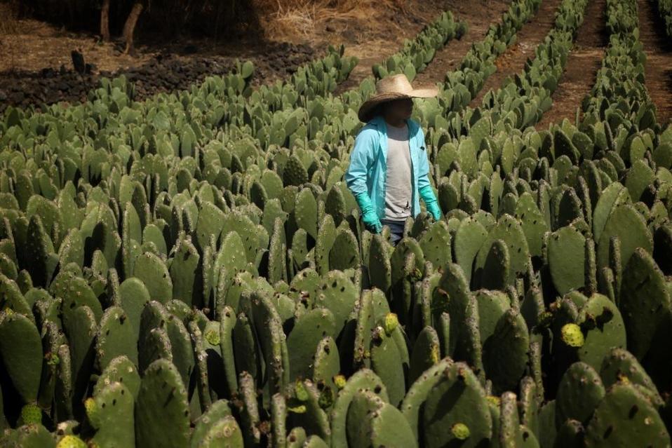 Productores de nopal en Milpa Alta. (Cuartoscuro | Archivo)