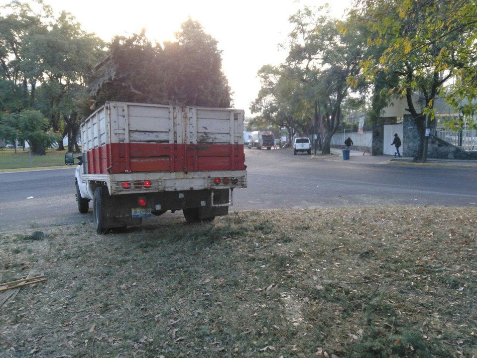 Los centros de acopio reciben pinos naturales (Cortesía)
