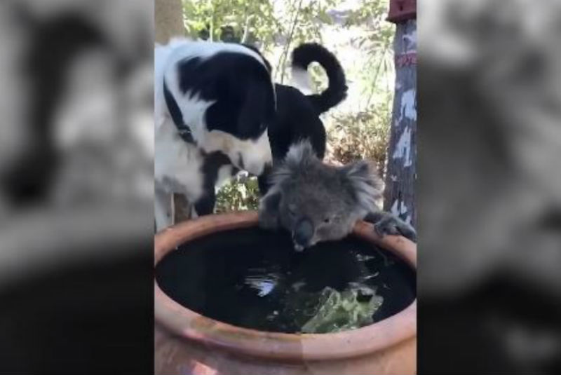 El video fue compartido por los usuarios de redes sociales. (Facebook: Andrew Frost)