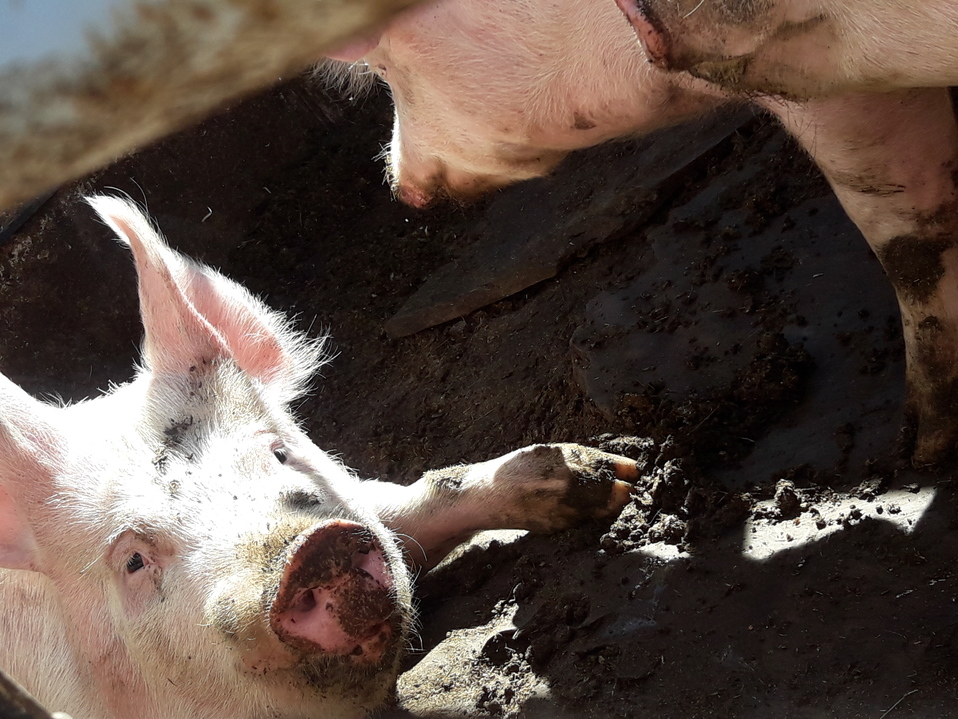 Foto: Animal Save