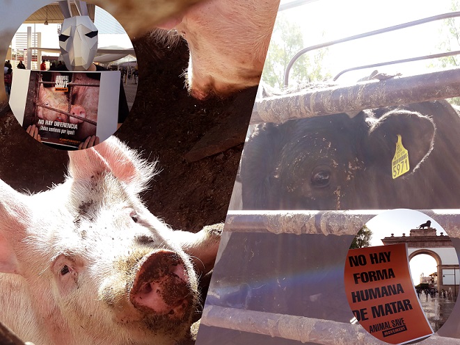 Foto: Animal Save