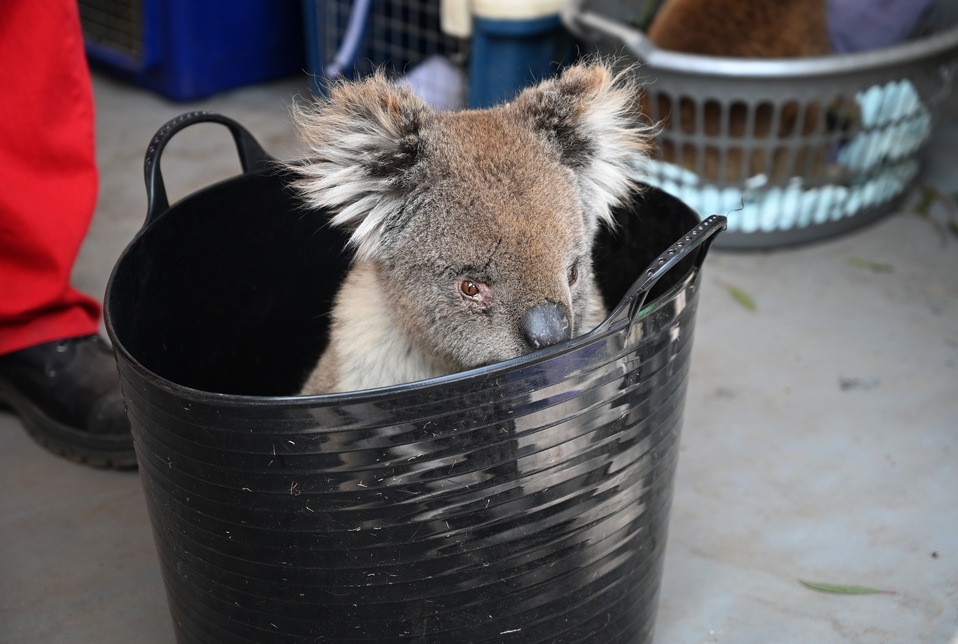 Los koalas reposan en pequeñas canastas (AFP).